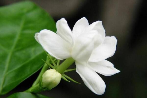梔子花過冬後怎麼養護