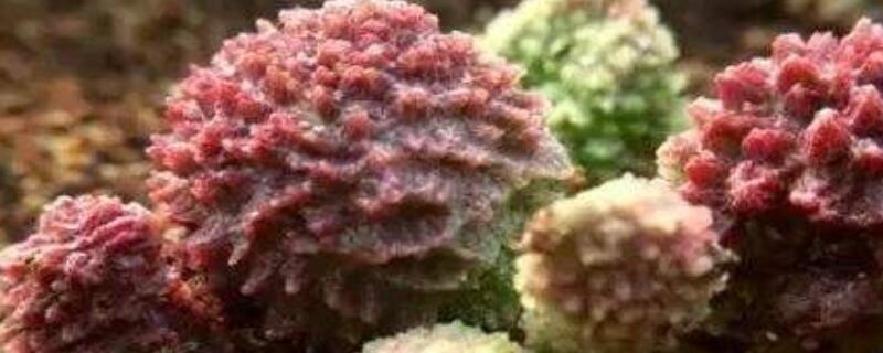 朱紫玉怎麼澆水