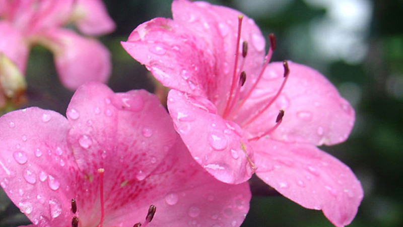杜鵑花怎麼修剪
