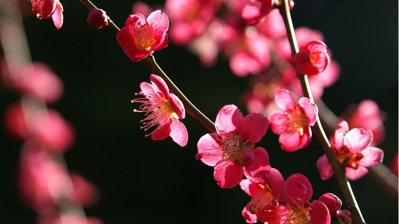 二月開什麼花