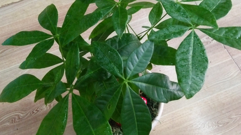 發財樹修剪方法