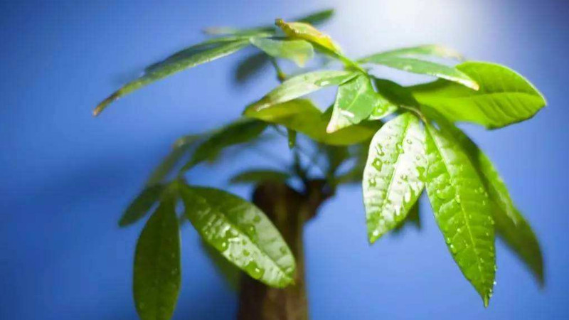 發財樹冬天怎麼保暖