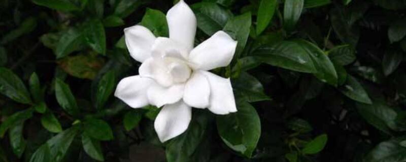 梔子花花期怎麼澆水