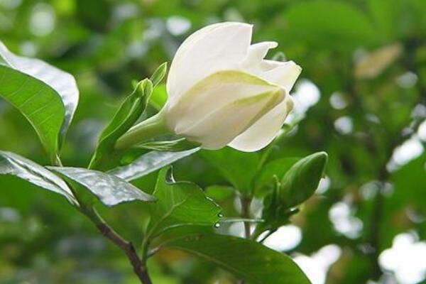 梔子花花期怎麼澆水