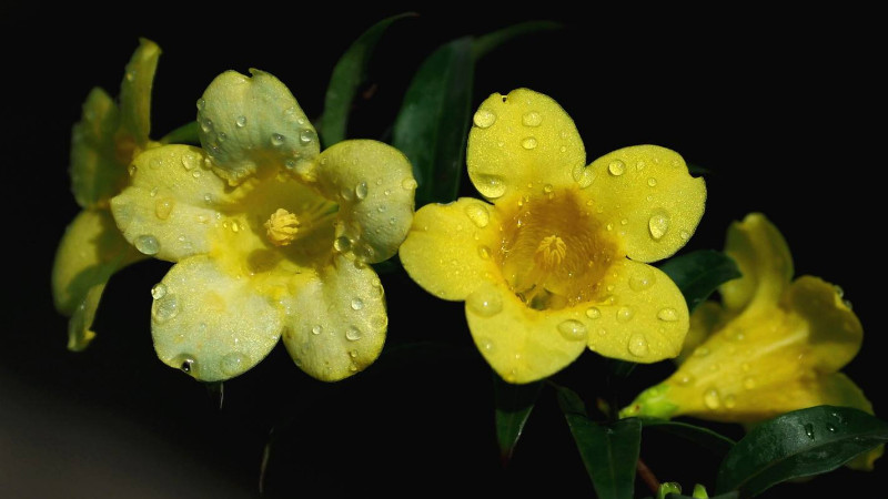 法國香水花有毒嗎