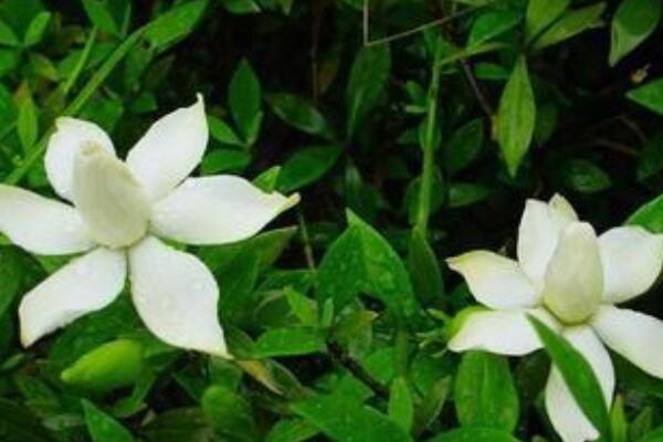 梔子花老樁怎麼生根
