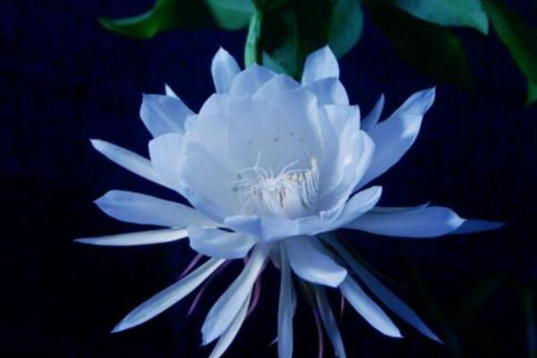 曇花抽杆子了怎麼養