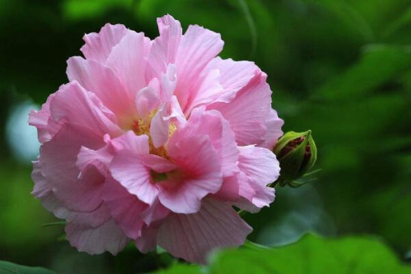芙蓉花怎麼分株