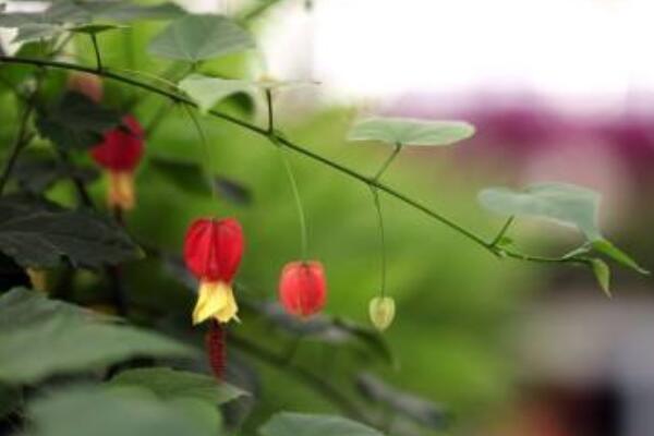 蔓性風鈴花怎麼修剪