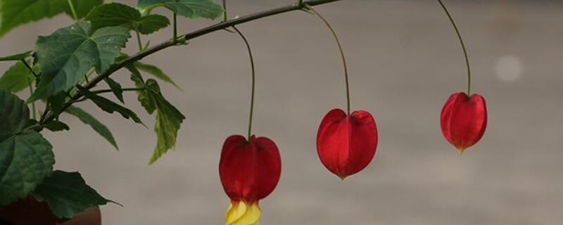燈籠花怎麼扡插