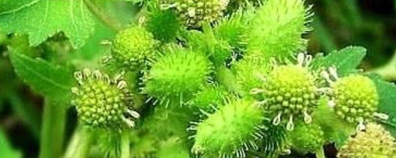 野生蒼耳草什麼功效