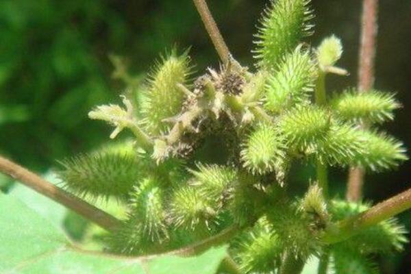 野生蒼耳草什麼功效