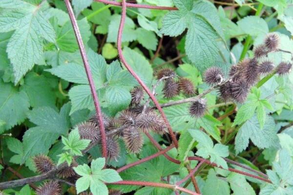 野生蒼耳草什麼功效