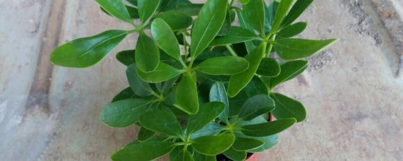 鵝掌柴怎麼修剪