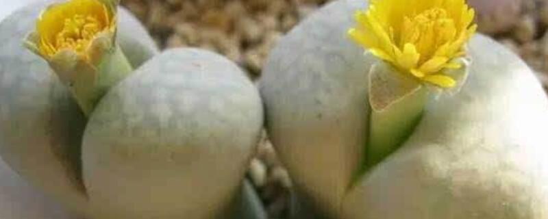 屁股花長高了怎麼辦