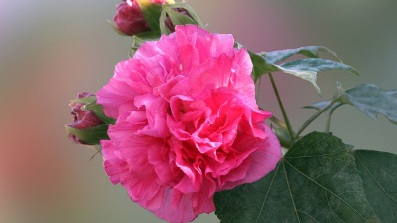 芙蓉花花語