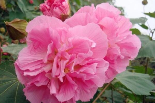 芙蓉花花期過後怎麼辦