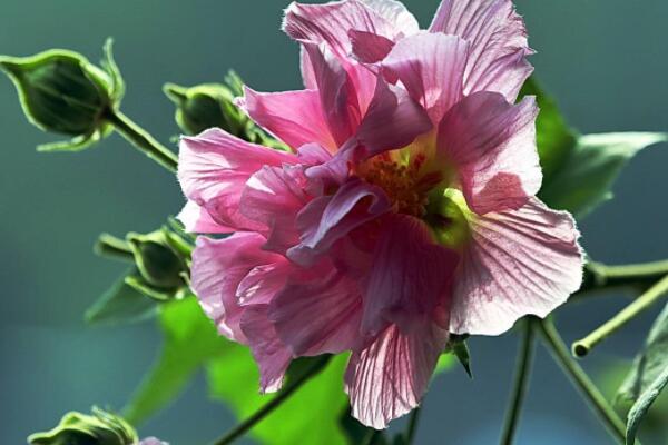 芙蓉花花期過後怎麼辦