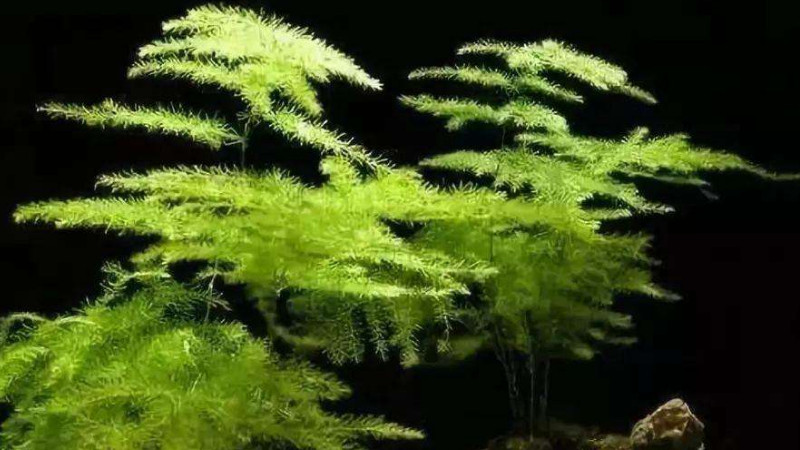 怎麼養文竹
