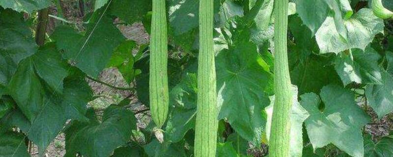 絲瓜隻開花不結果是什麼原因