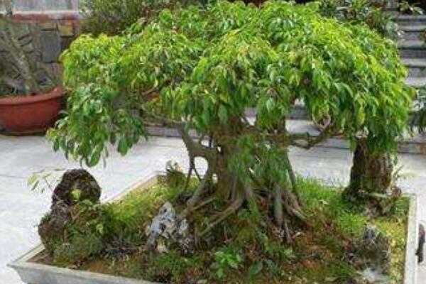 大葉榕樹盆景怎麼養