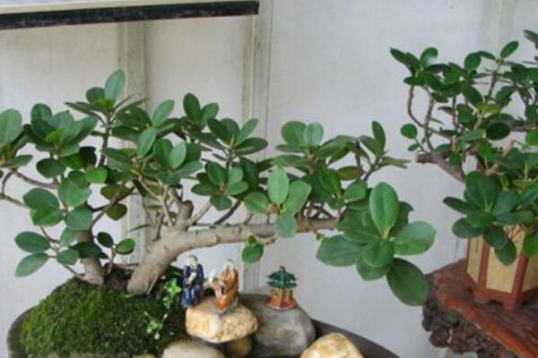 大葉榕樹盆景怎麼養