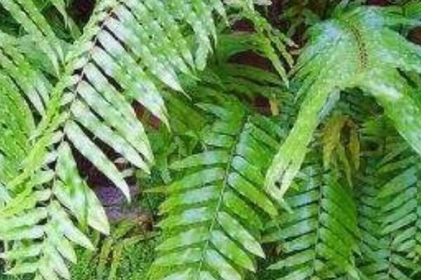 富丁是什麼植物