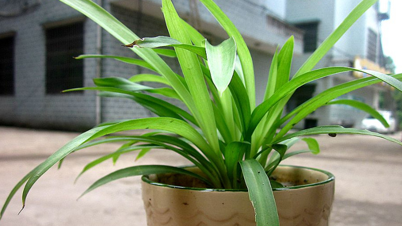臥室可以放什麼植物