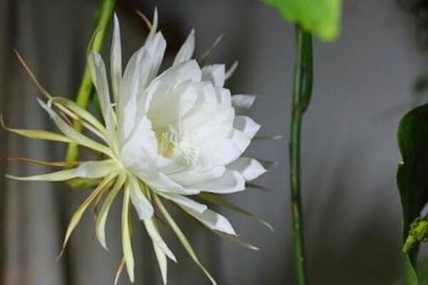 曇花葉子幹癟怎麼回事