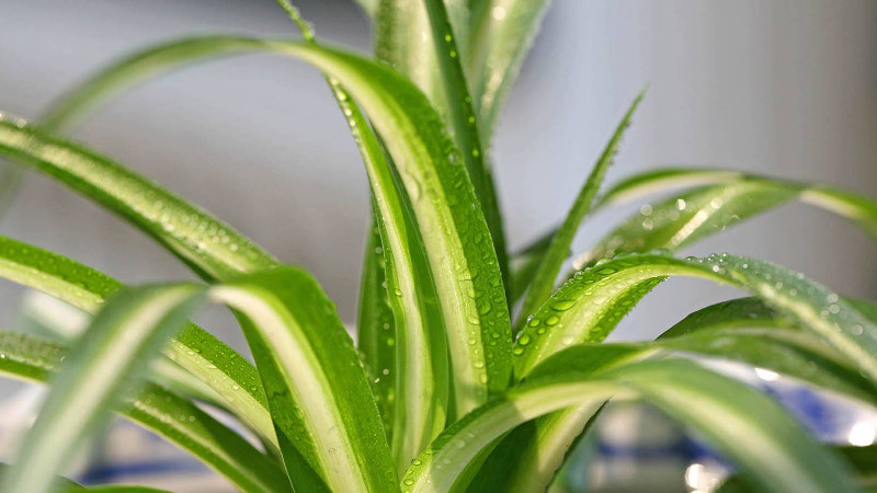什麼植物吸甲醛最好