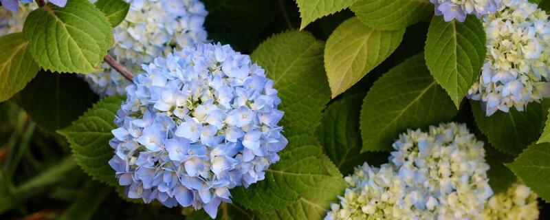 無盡夏真假區分