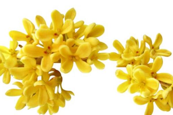 桂花掉葉子是怎麼回事