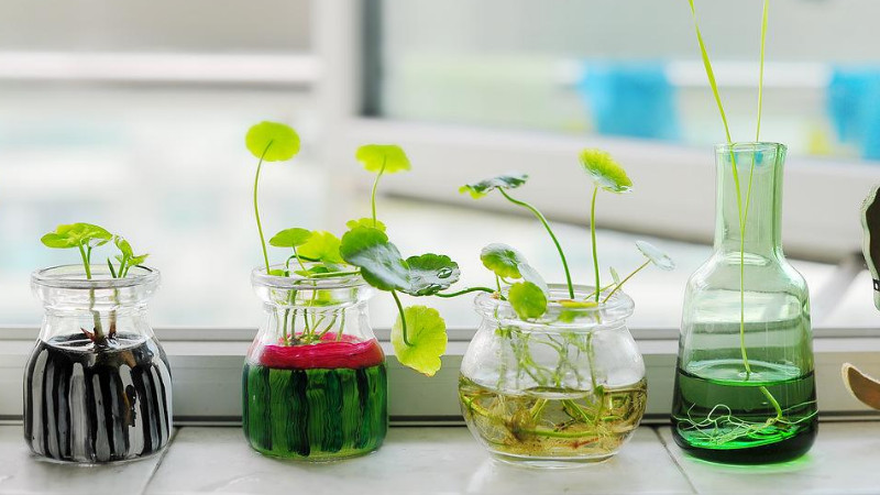 水培植物怎麼養