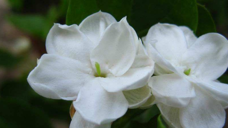 茉莉花扡插