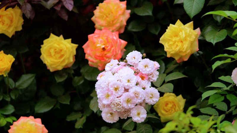 薔薇花和月季花的區別