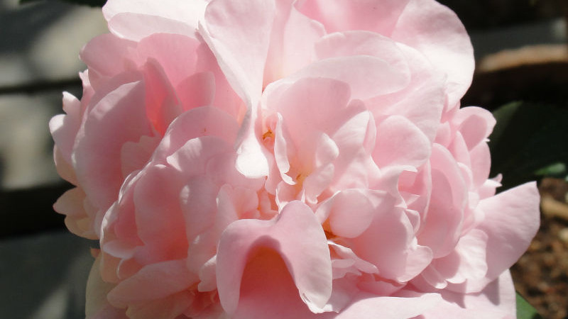 烈香茶花如何養殖