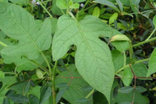 蔓茄是什麼植物