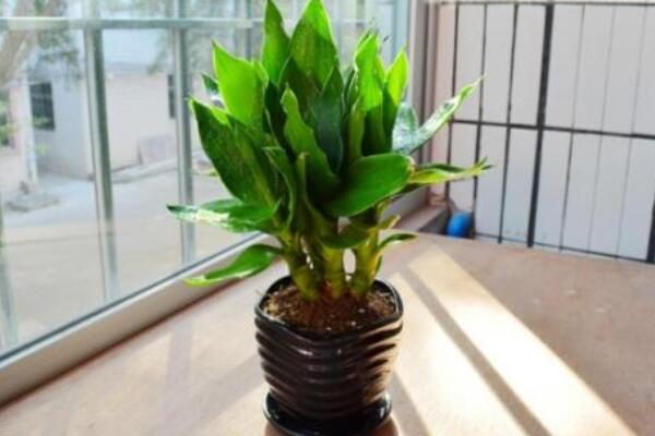觀音竹發黃怎麼補救
