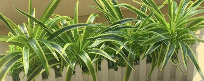 金邊吊蘭葉尖幹枯怎麼辦