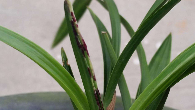 蘭花葉子有黑斑怎麼辦