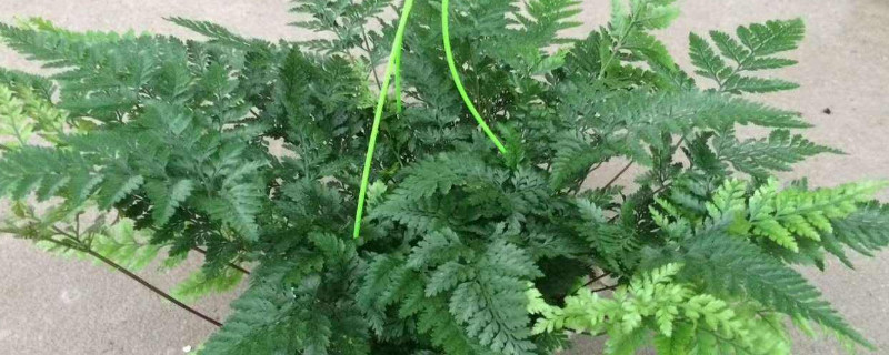 狼尾蕨一年四季都可以扡插嗎