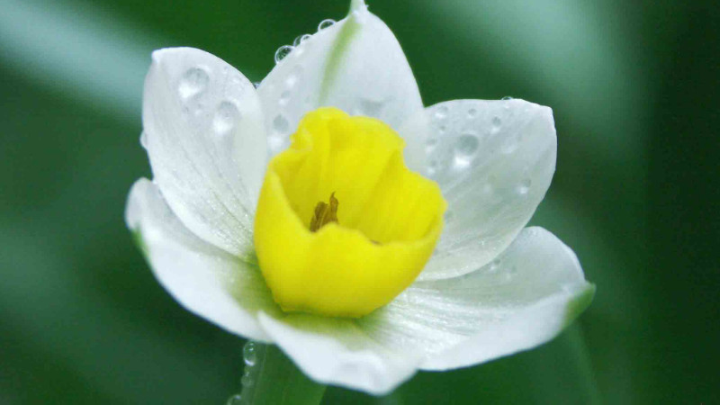 水仙花怎麼修剪