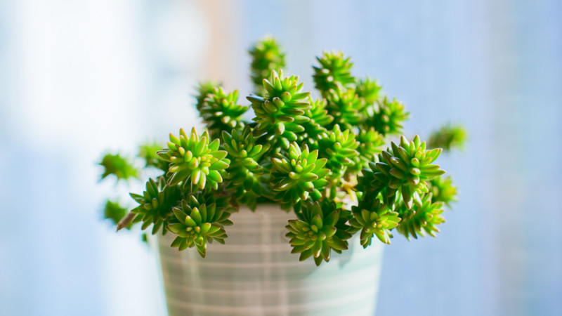 白花小鬆繁殖方法
