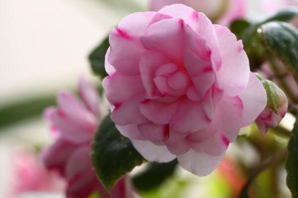 水梅花開花時用什麼花肥