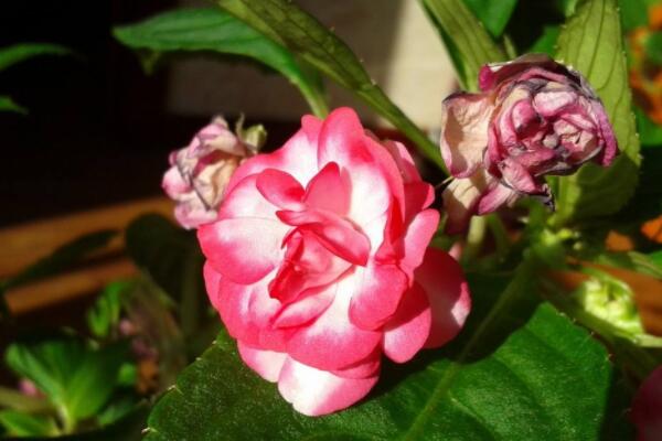 水梅花開花時用什麼花肥