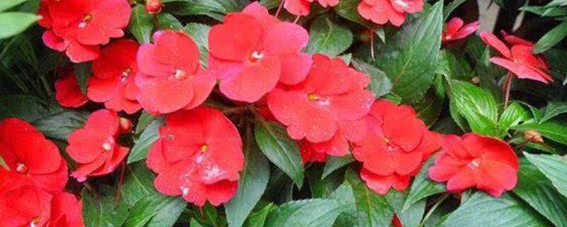 鳳仙花怎麼摘心