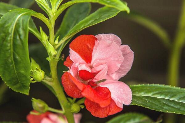 鳳仙花怎麼摘心