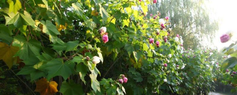 水培芙蓉花的養殖方法