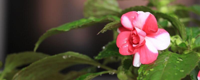 水梅花為什麼掉骨朵