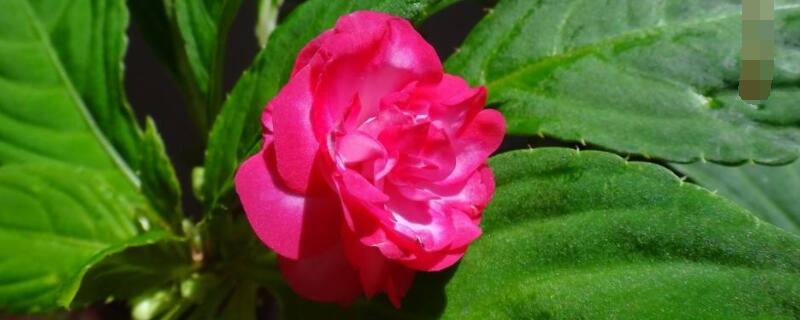 水梅花怎麼澆水